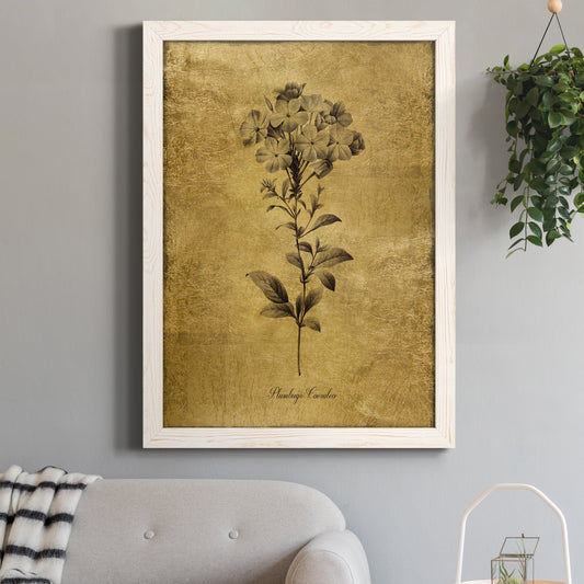 Gold Sketch Botanical II - Barnwood Framed Canvas Print