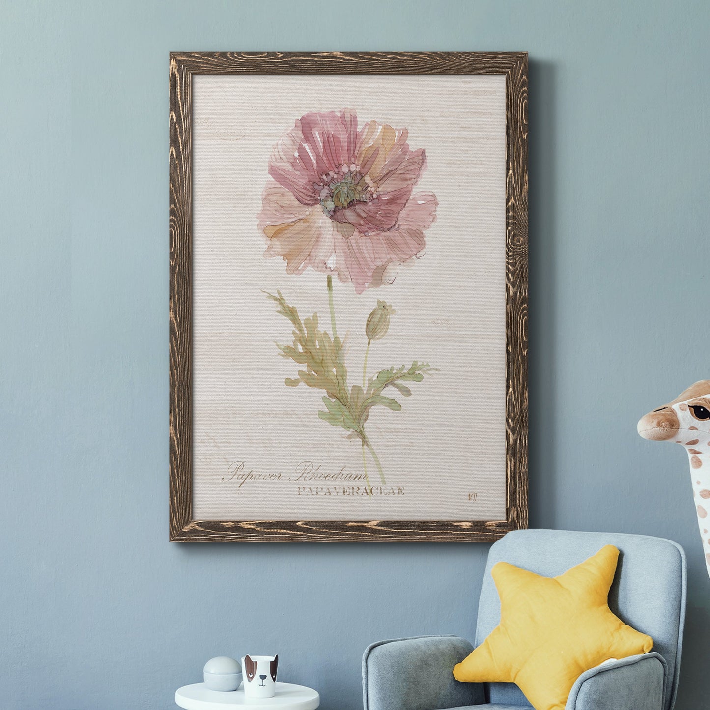 Soft Poppy - Barnwood Framed Canvas Print