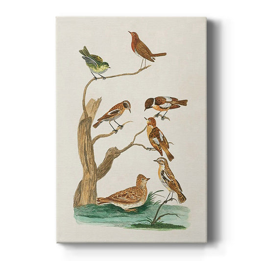 Antique Birds in Nature III - Canvas Art Print