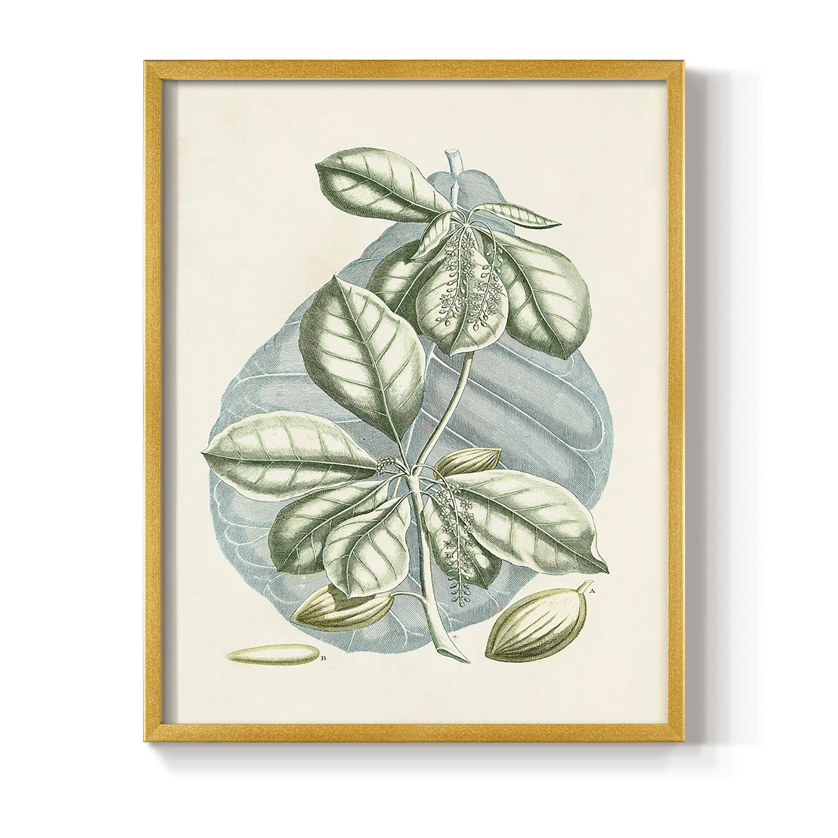 Buchoz Tropicals VI - Restickable Framed Art Print