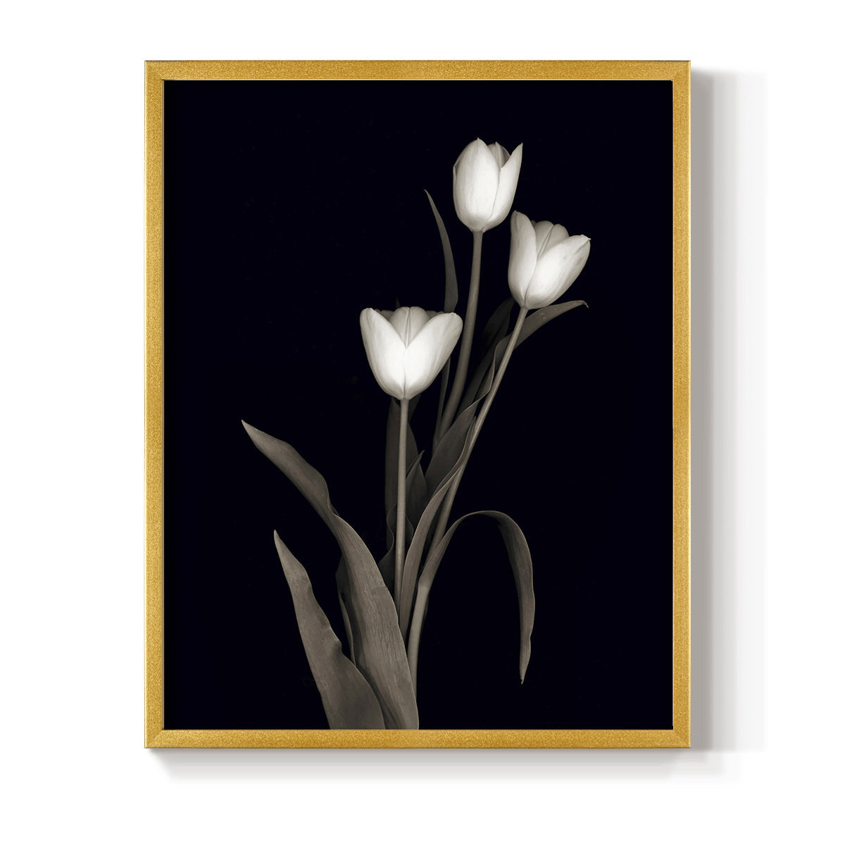 Tulip Pose I - Restickable Framed Art Print