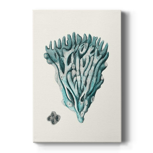 Antique Coastal Coral X - Canvas Art Print