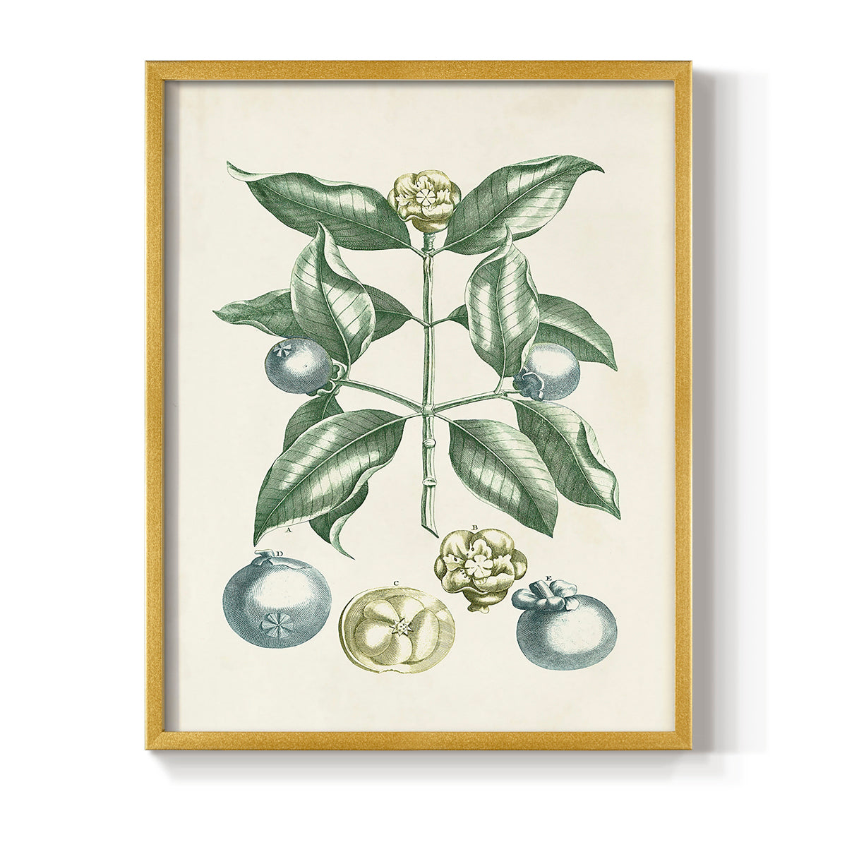 Buchoz Tropicals VII - Restickable Framed Art Print