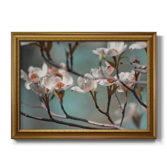 Dogwood Spring IV - Ornate Framed Canvas Print