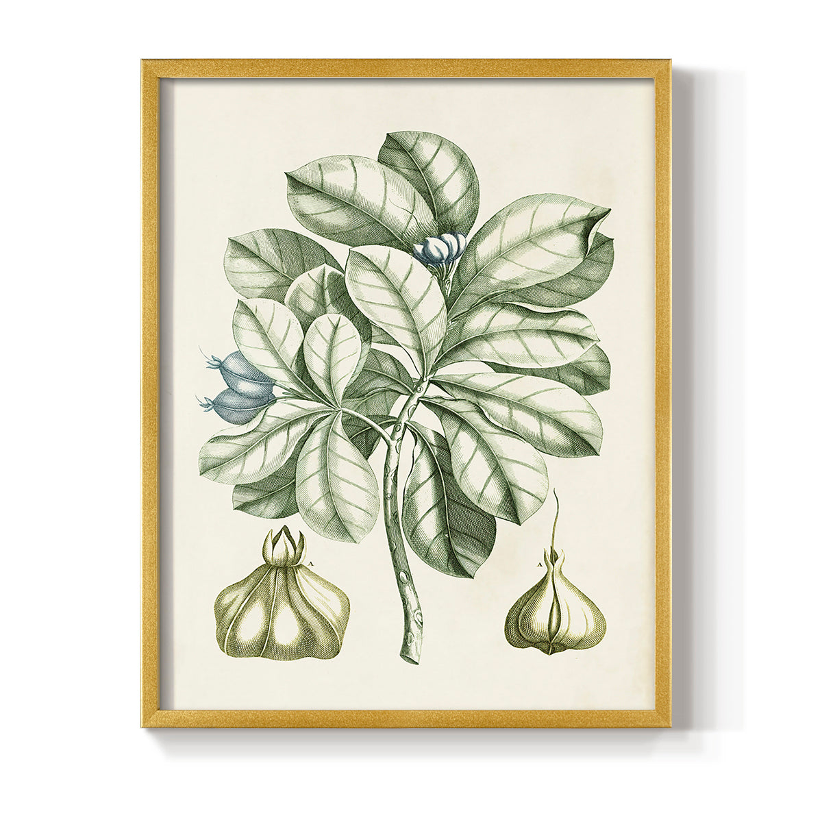 Buchoz Tropicals IX - Restickable Framed Art Print