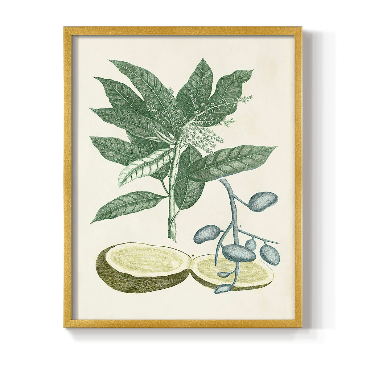 Buchoz Tropicals IV - Restickable Framed Art Print