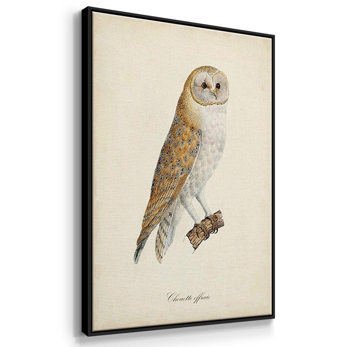 French Owls IV - Floater Framed Canvas Set