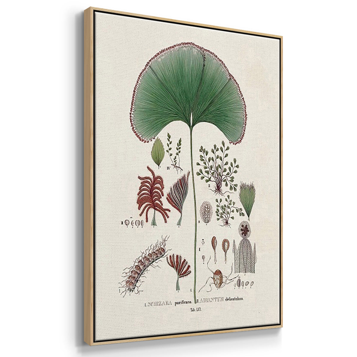 Botanical Society Ferns I - Floater Framed Canvas Set