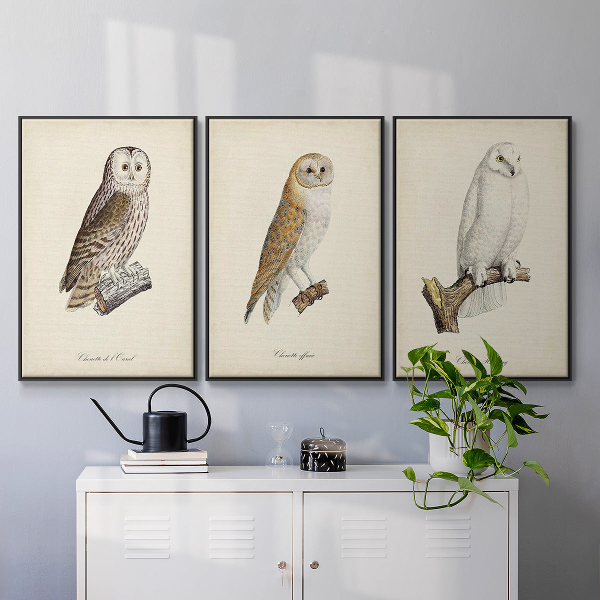French Owls IV - Floater Framed Canvas Set