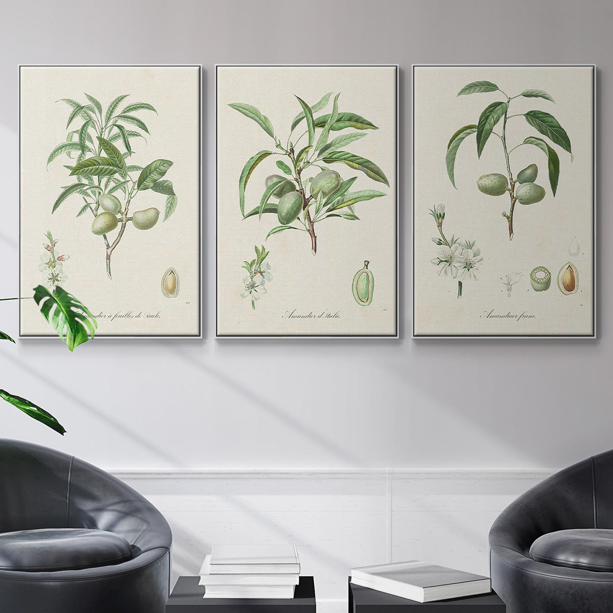 Antique Almond Botanical I - Floater Framed Canvas Set