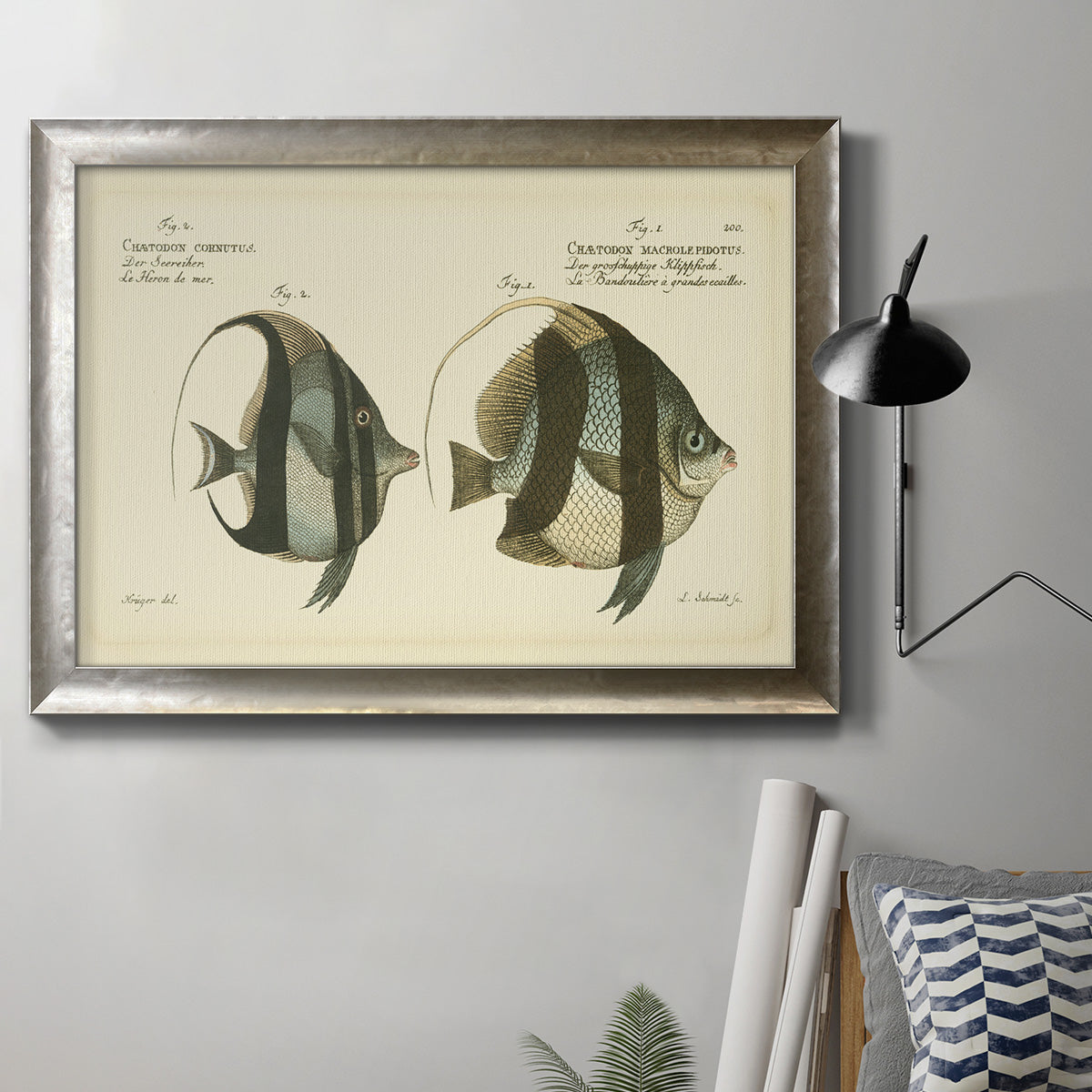Antique fish species illustration diagram in an ornate mottled silver frame displayed in a neutral interior setting.