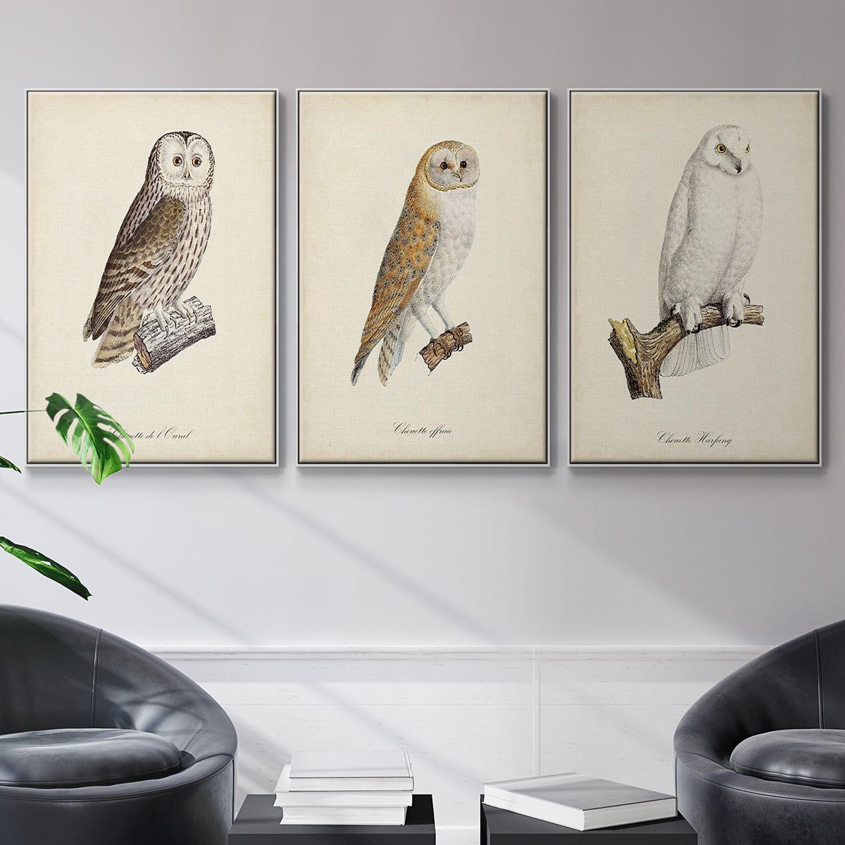 French Owls IV - Floater Framed Canvas Set