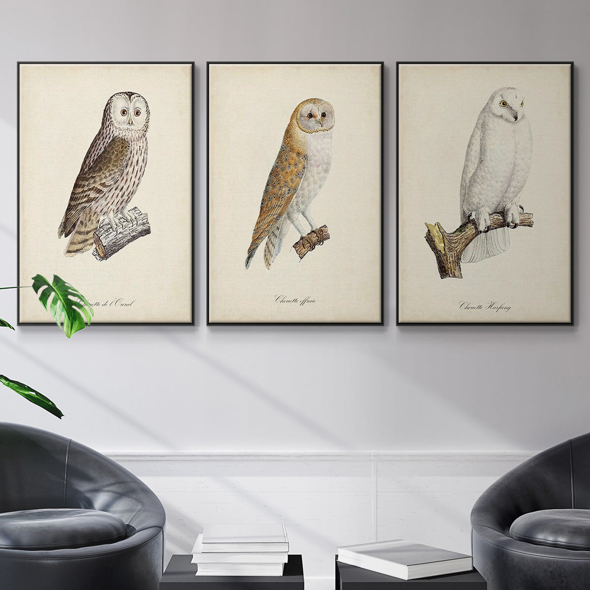 French Owls IV - Floater Framed Canvas Set
