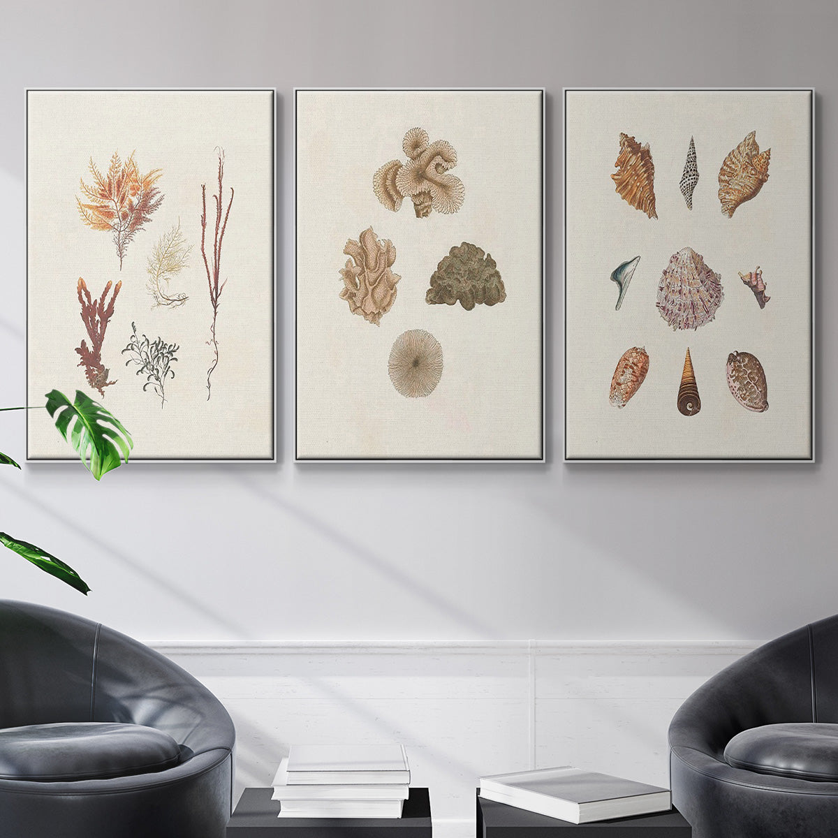 Knorr Shells & Coral VI - Floater Framed Canvas Set