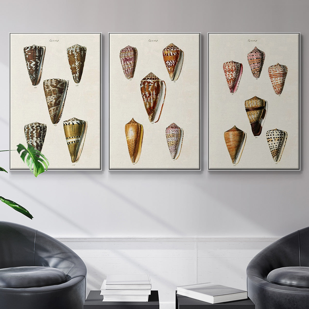 Cone Shell Collection IV - Floater Framed Canvas Set