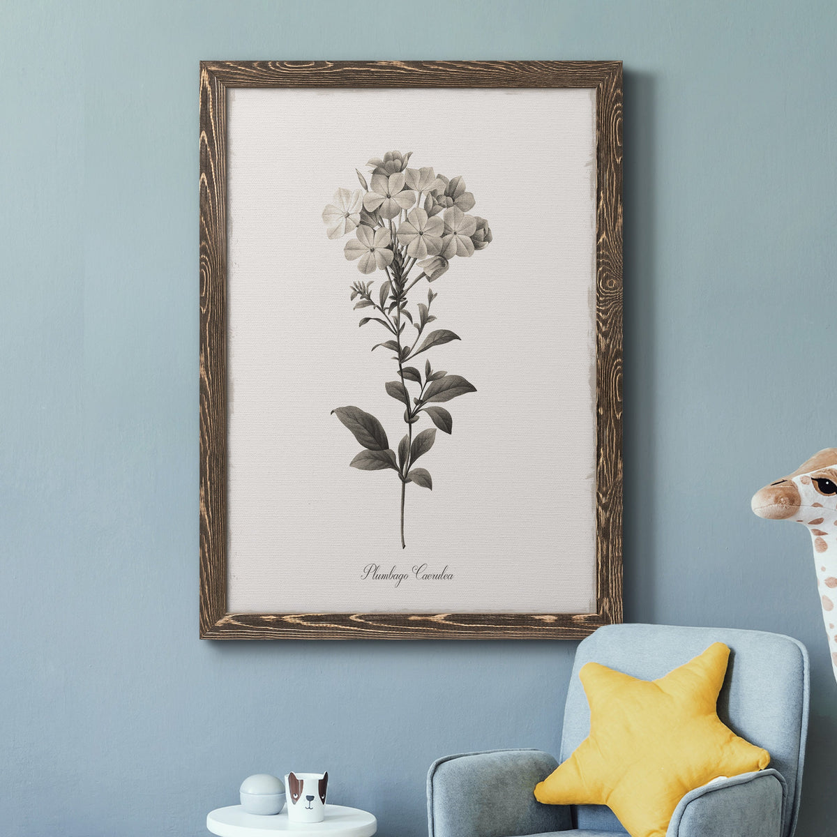 Sketchbook Leadwort - Barnwood Framed Canvas Print