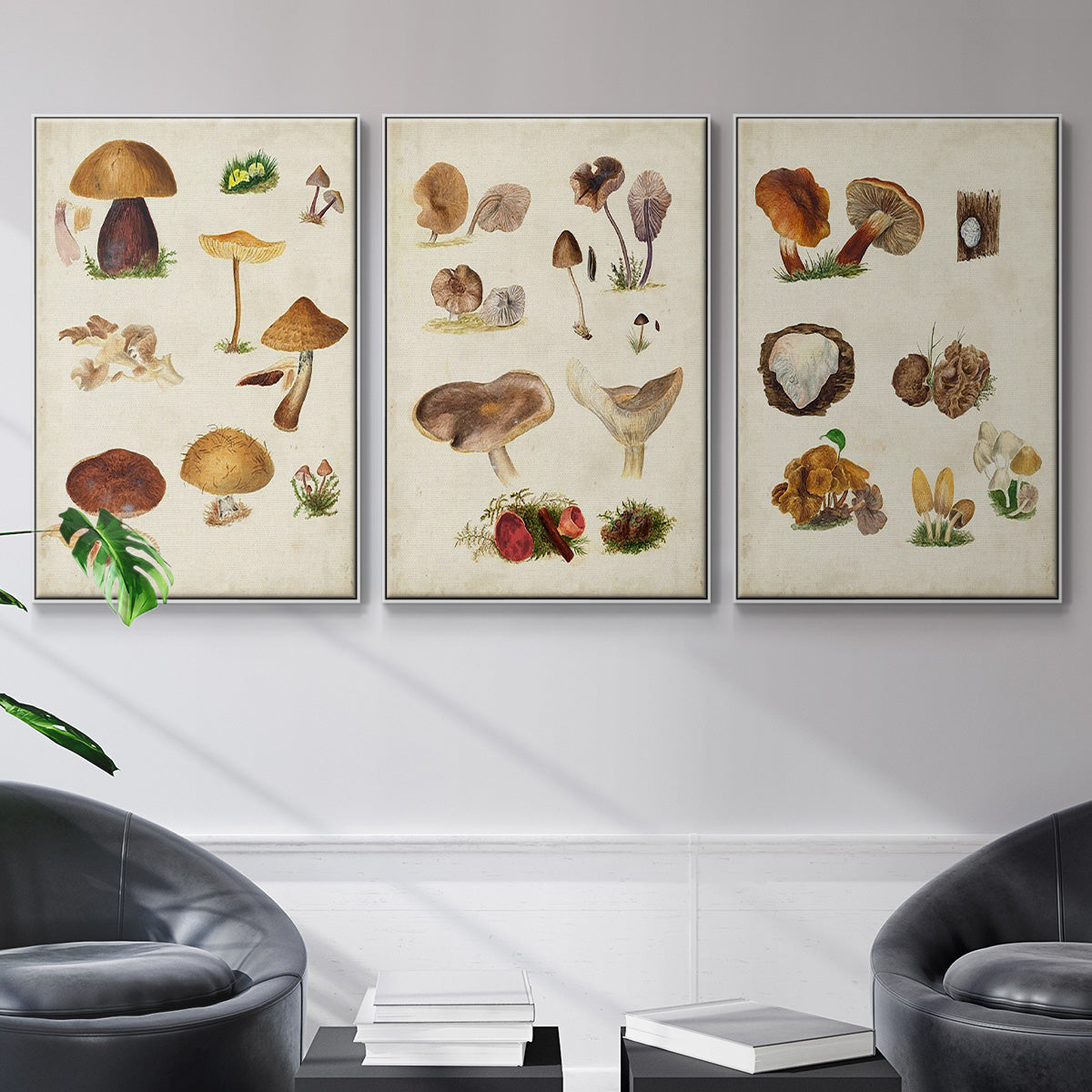 Mushroom Species I - Floater Framed Canvas Set