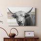 Steer XCI - Canvas Art Print