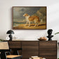Rough-Coated Collie, 1809 - Floater Framed Canvas Print