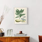 Buchoz Tropicals IV - Restickable Framed Art Print