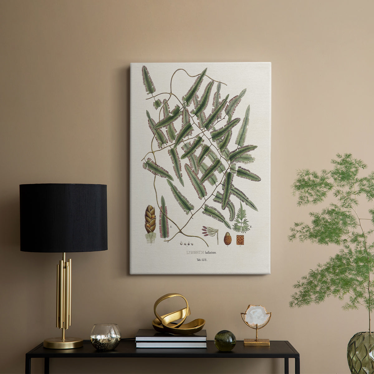 Botanical Society Ferns X - Canvas Art Print