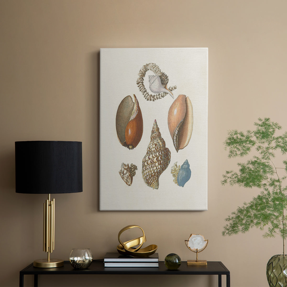Knorr Shells & Coral I - Canvas Art Print