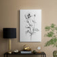 Wild Poppy Sketch - Canvas Art Print