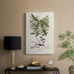 Botanical Society Ferns VI - Canvas Art Print