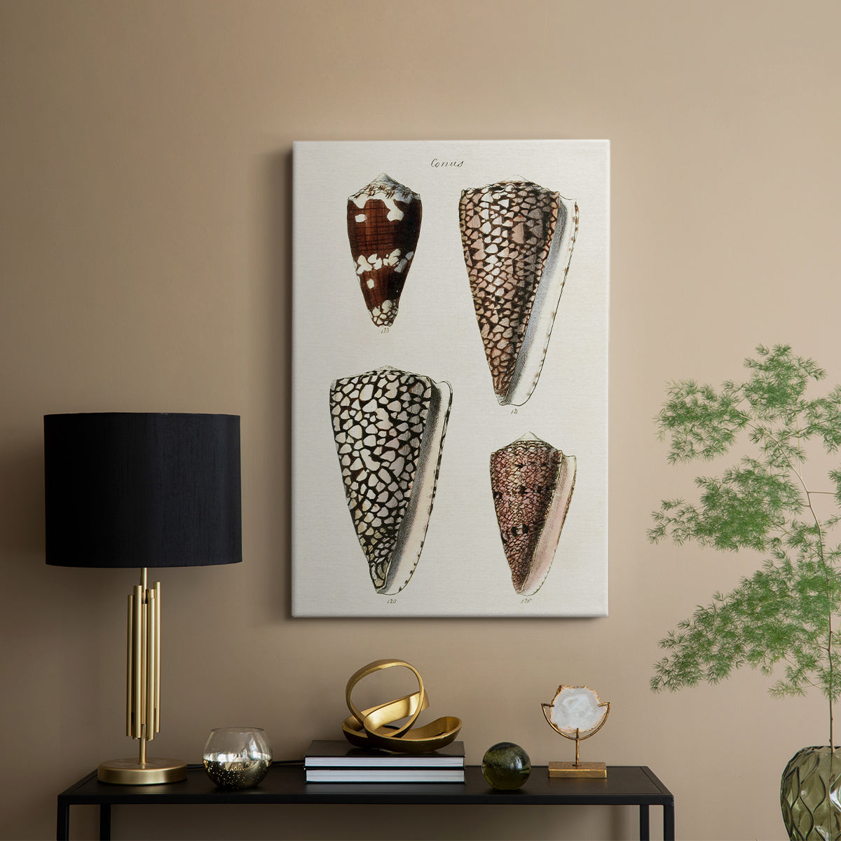 Cone Shell Collection I - Canvas Art Print