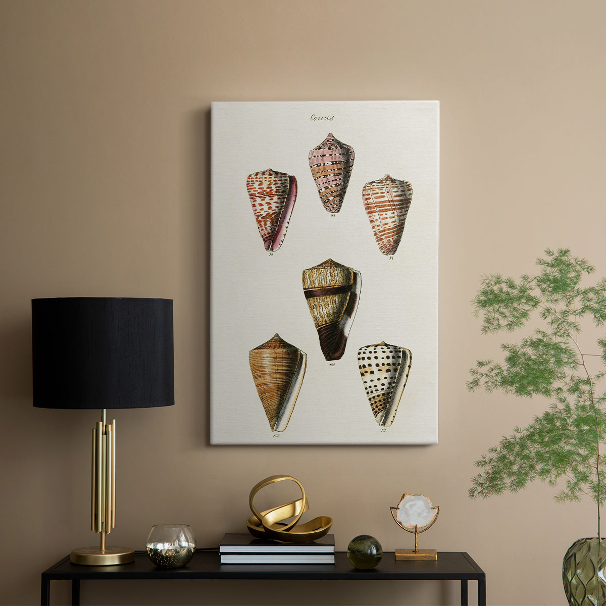 Cone Shell Collection IV - Canvas Art Print
