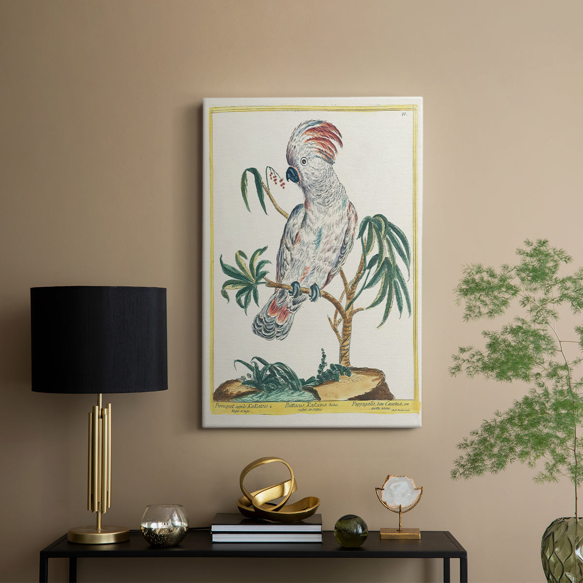 Red-Crested Cockatoo, 1771-1775 - Canvas Art Print