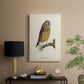 French Owls II - Canvas Art Print