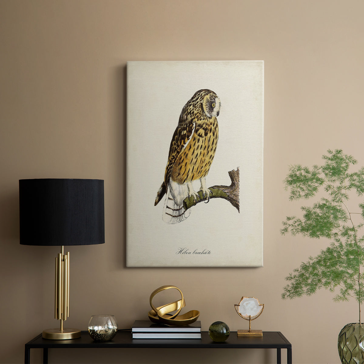 French Owls II - Canvas Art Print