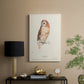 Tawny Owl - Canvas Art Print