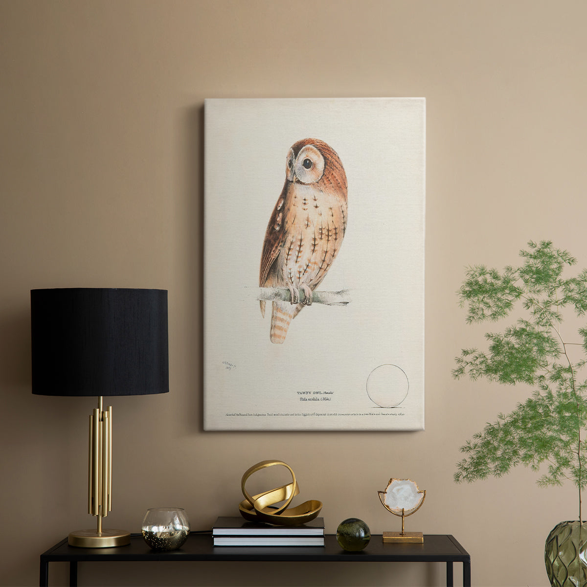 Tawny Owl - Canvas Art Print