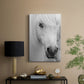 Island Pony I - Canvas Art Print