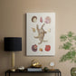 Knorr Shells & Coral II - Canvas Art Print