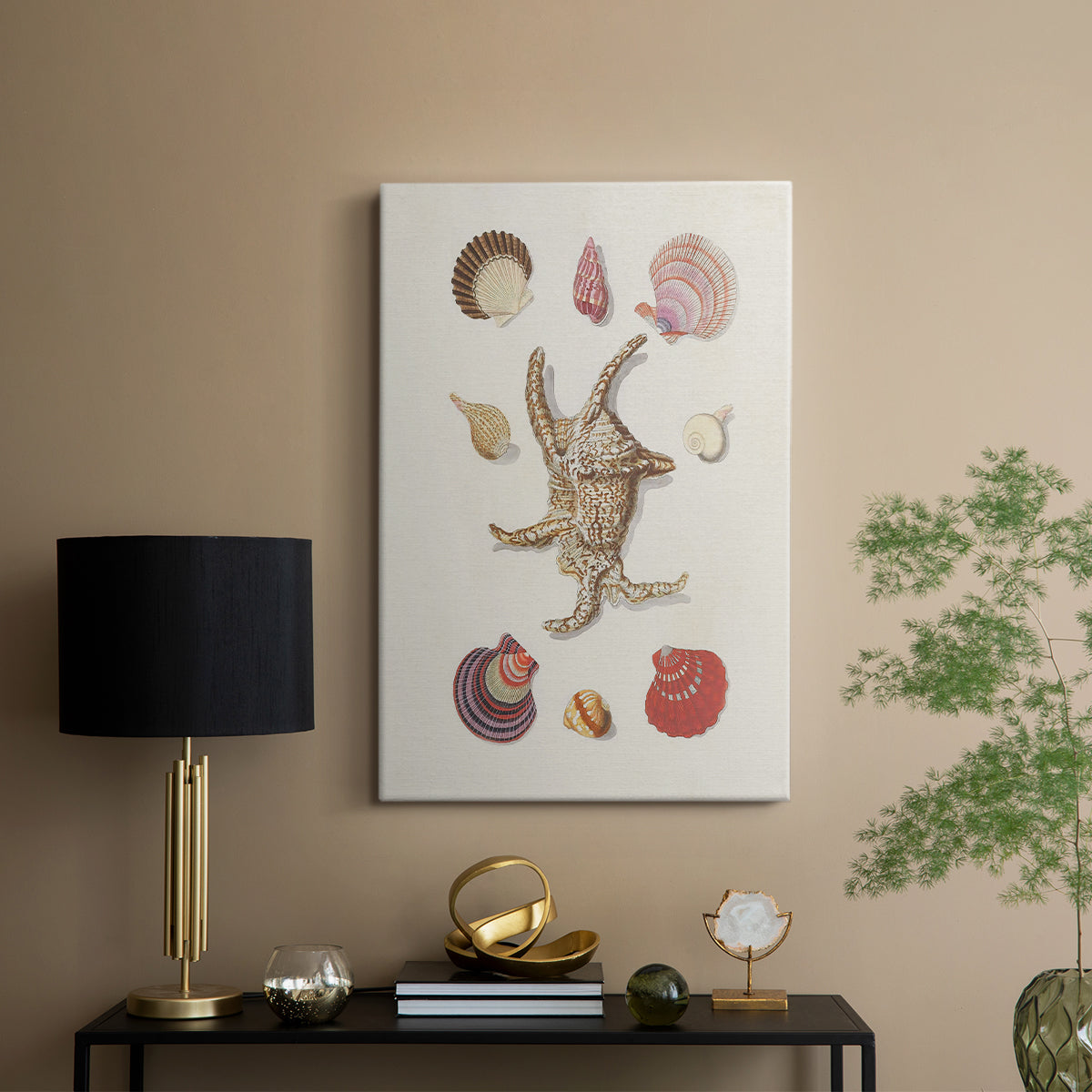 Knorr Shells & Coral II - Canvas Art Print