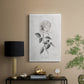 Vintage Botanical I - Canvas Art Print