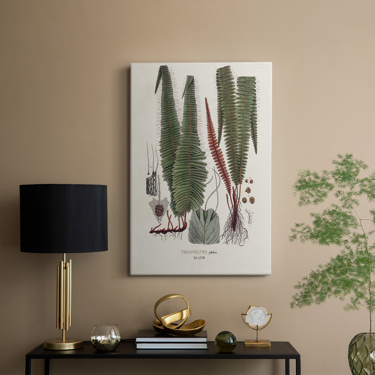 Botanical Society Ferns IV - Canvas Art Print