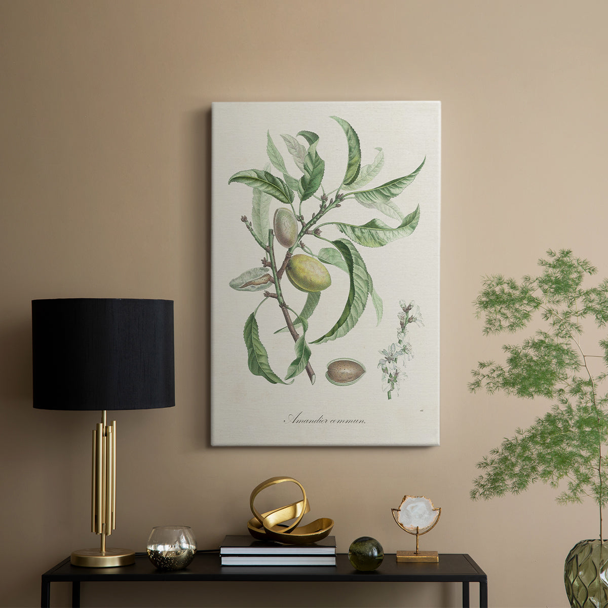 Antique Almond Botanical IV - Canvas Art Print