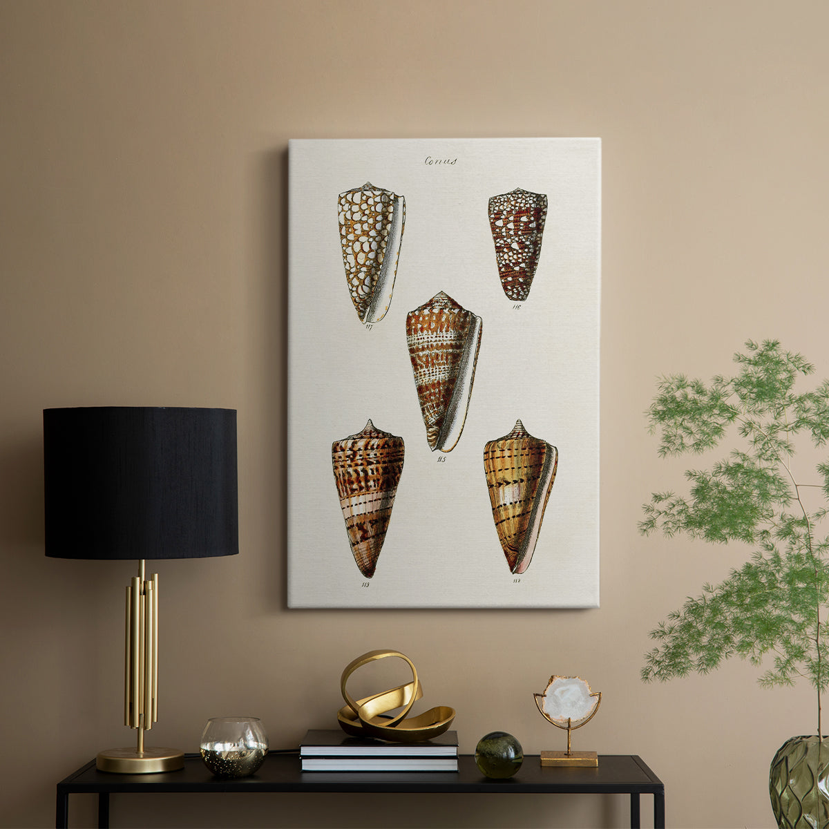 Cone Shell Collection II - Canvas Art Print