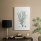 Antique Coastal Coral VII - Canvas Art Print