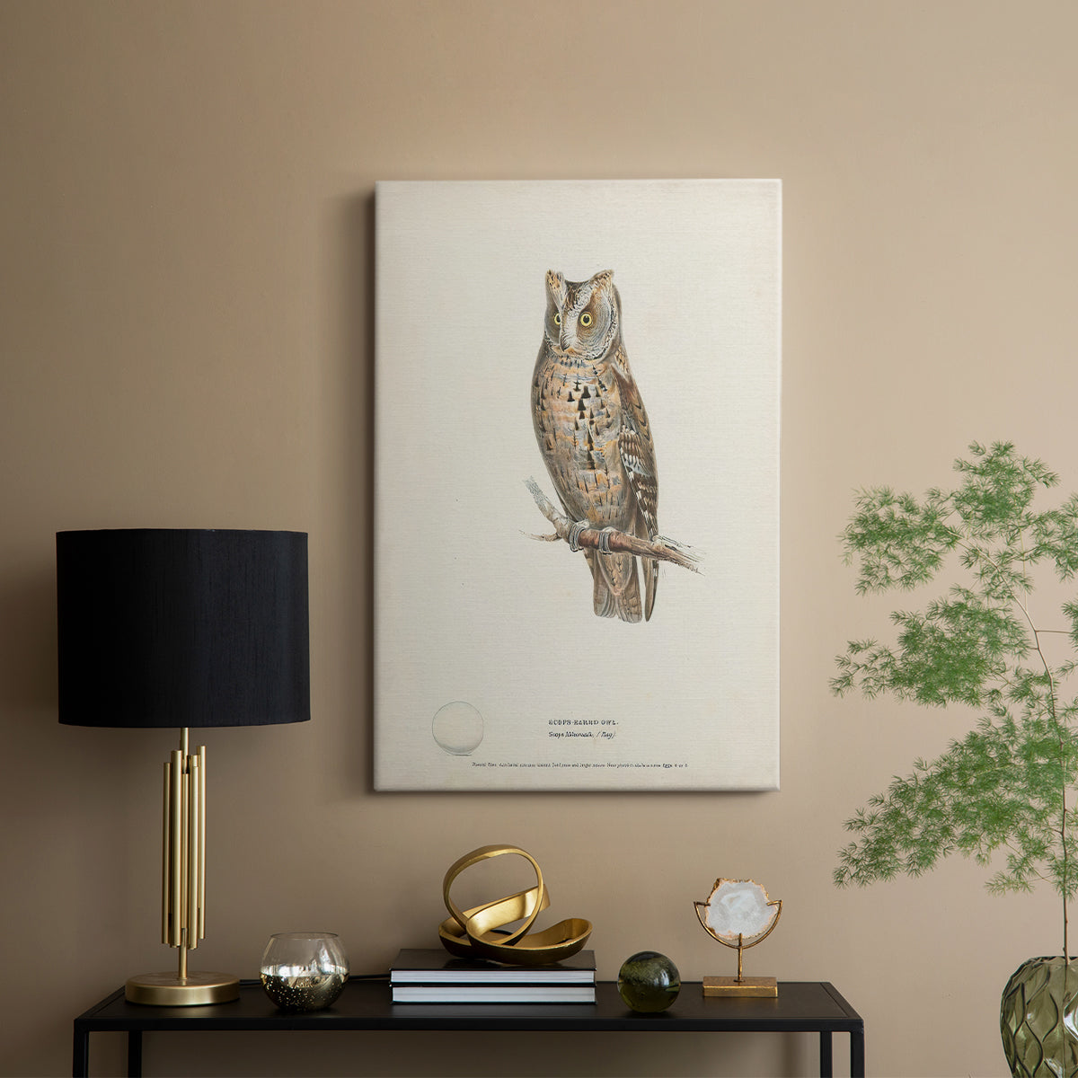 Scops-Eared Owl - Canvas Art Print