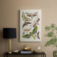 Antique Moths II - Canvas Art Print