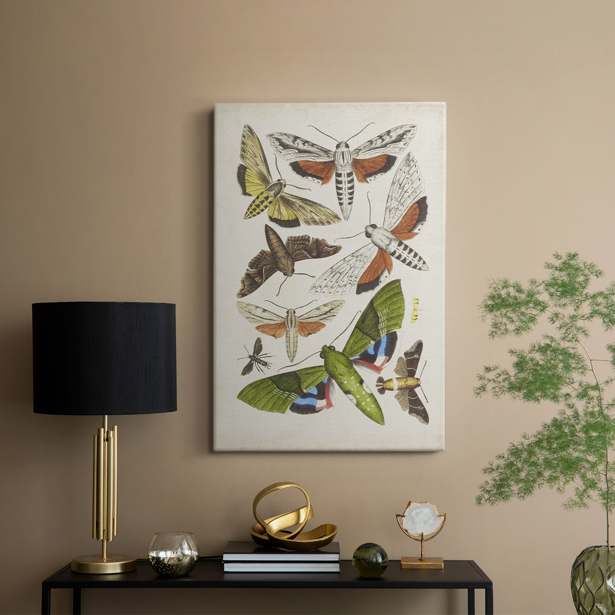 Antique Moths II - Canvas Art Print