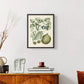 Buchoz Tropicals VIII - Restickable Framed Art Print