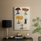 Mushroom Species VII - Canvas Art Print