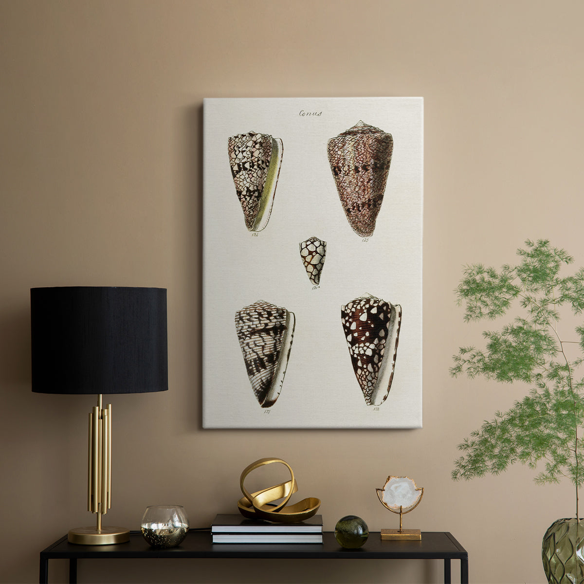 Cone Shell Collection III - Canvas Art Print