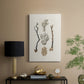 Knorr Shells & Coral V - Canvas Art Print